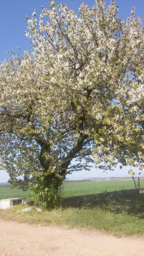 B&B Peschi In Fiore Valeggio sul Mincio Exteriör bild